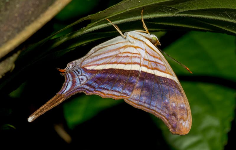 Educator Trek: Butterfly Pinning and Backyard Bug Collecting