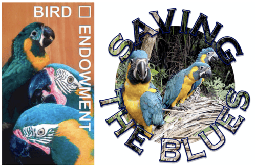 The Comeback of Blue-Throated Macaws