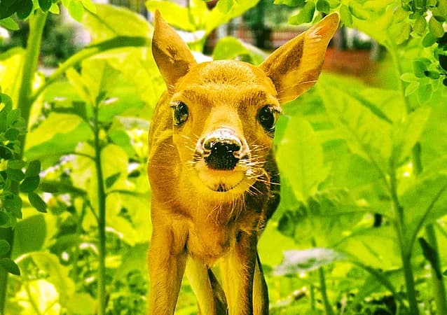 Backyard Wilderness 3D