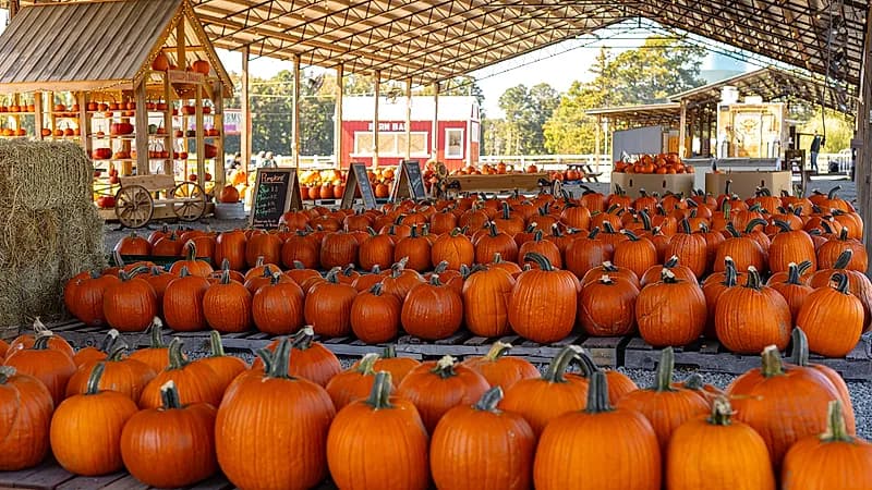 Pumpkinfest! Presented by Modern Woodmen of America