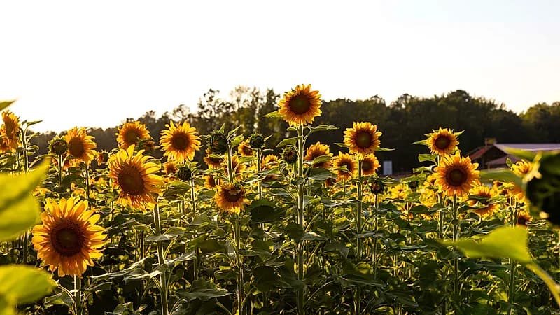 Sunflower Festival presented by Modern Woodmen of America